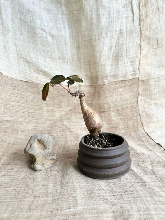 80 small black pagoda planter - Mipa's pots and plants