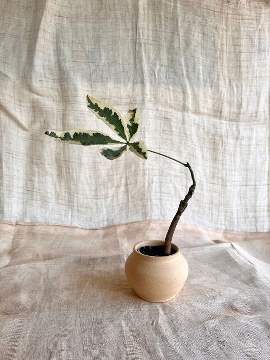 81 mini sand planter - Mipa's pots and plants