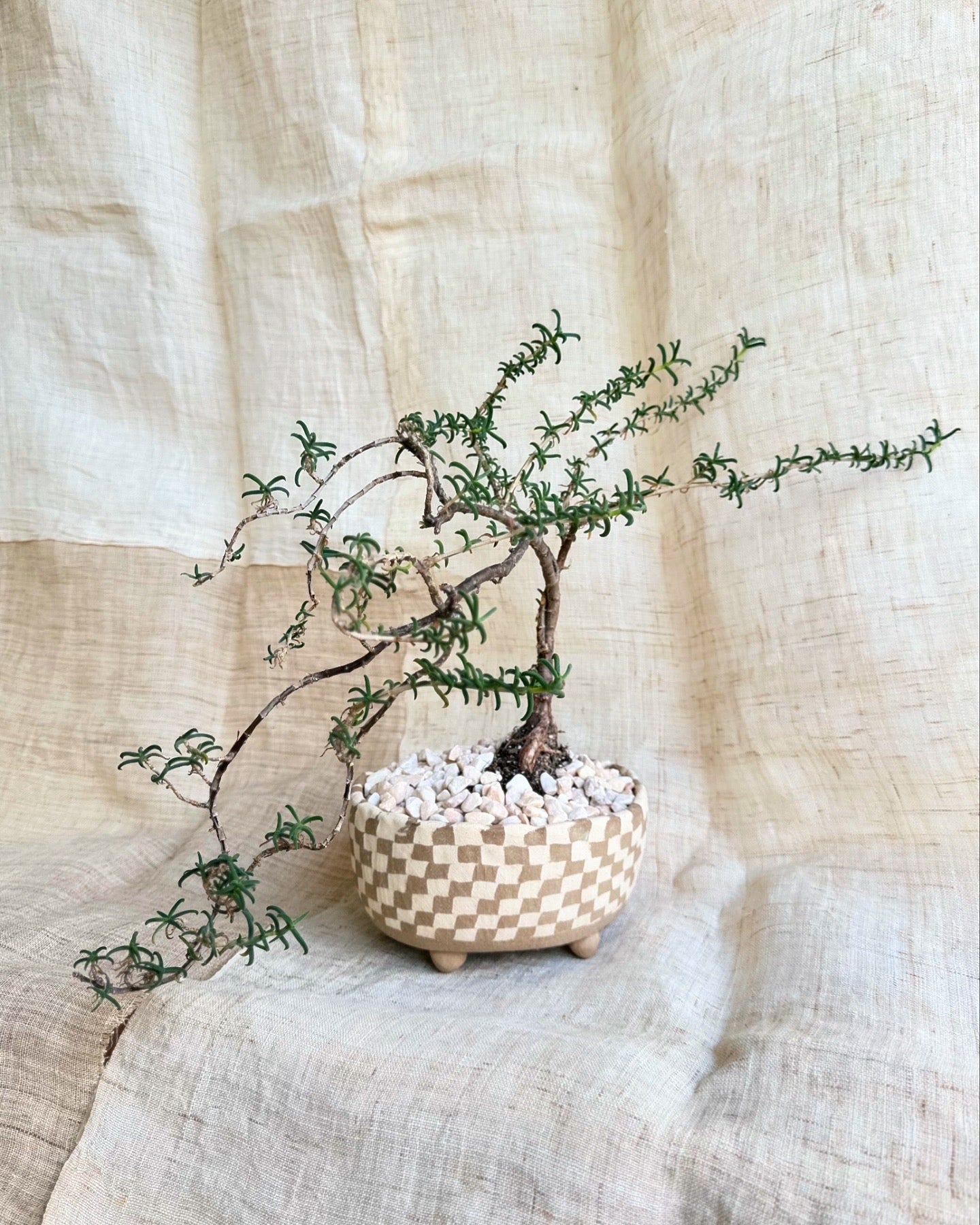 Mestoklema tuberosum w/ checkers bonsai planter