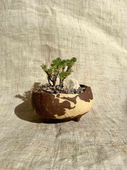 Miniature Joshua tree w/ planter