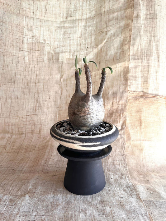 82 ink wash pedestal saucer set - Mipa's pots and plants