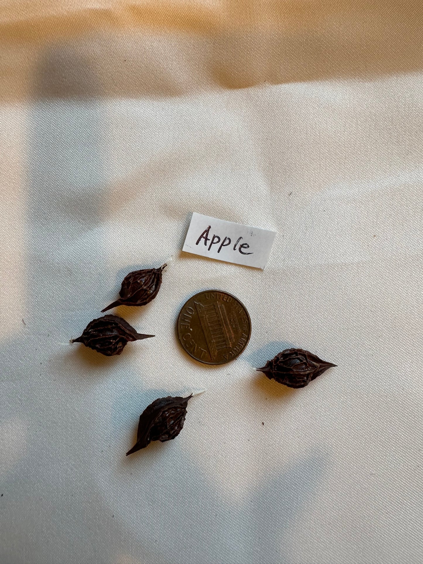 Oxalis obtusa ‘Apple’ bulb