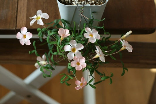 Oxalis 'Prominence' bulb