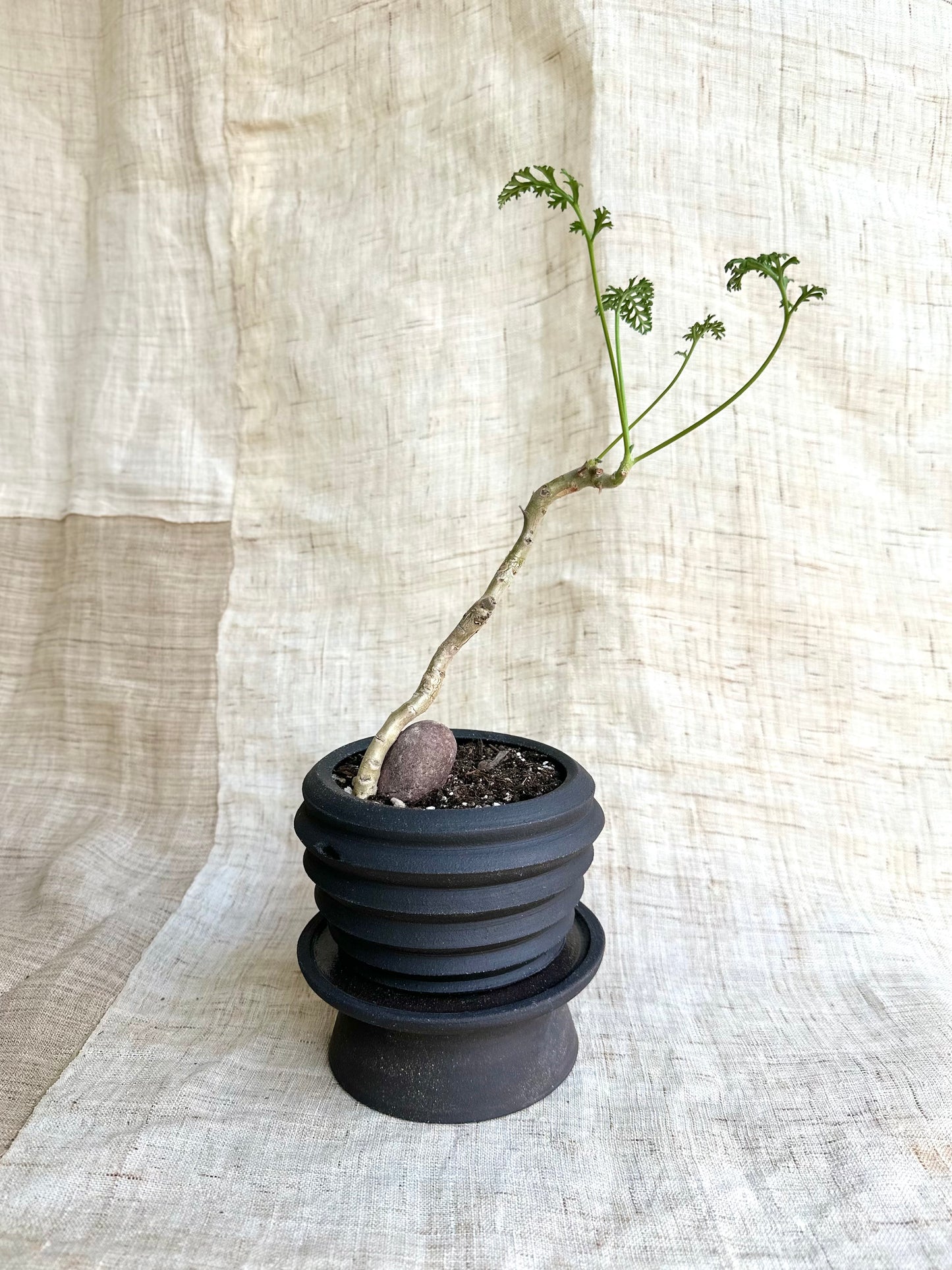 Pelargonium carnosum w/ black pedestal saucer set