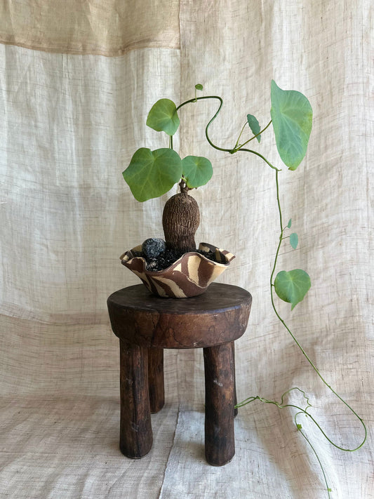 83 cookie planter set - Mipa's pots and plants