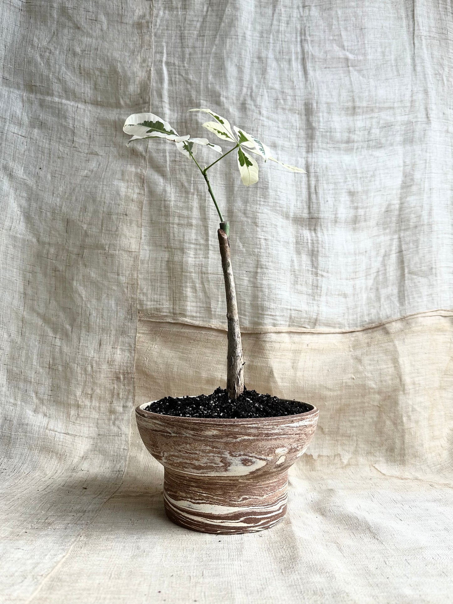 15 chocolate swirl planter