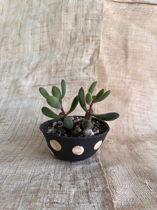 84 mini porka dot planter - Mipa's pots and plants