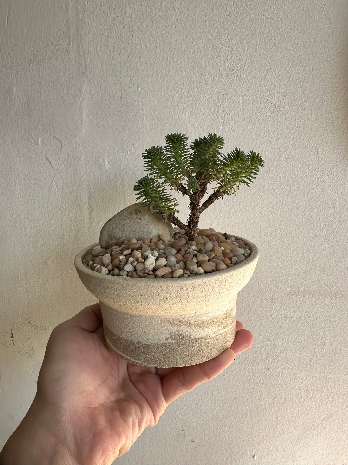 Miniature Joshua tree w/ planter