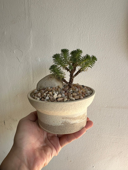 Miniature Joshua tree w/ planter