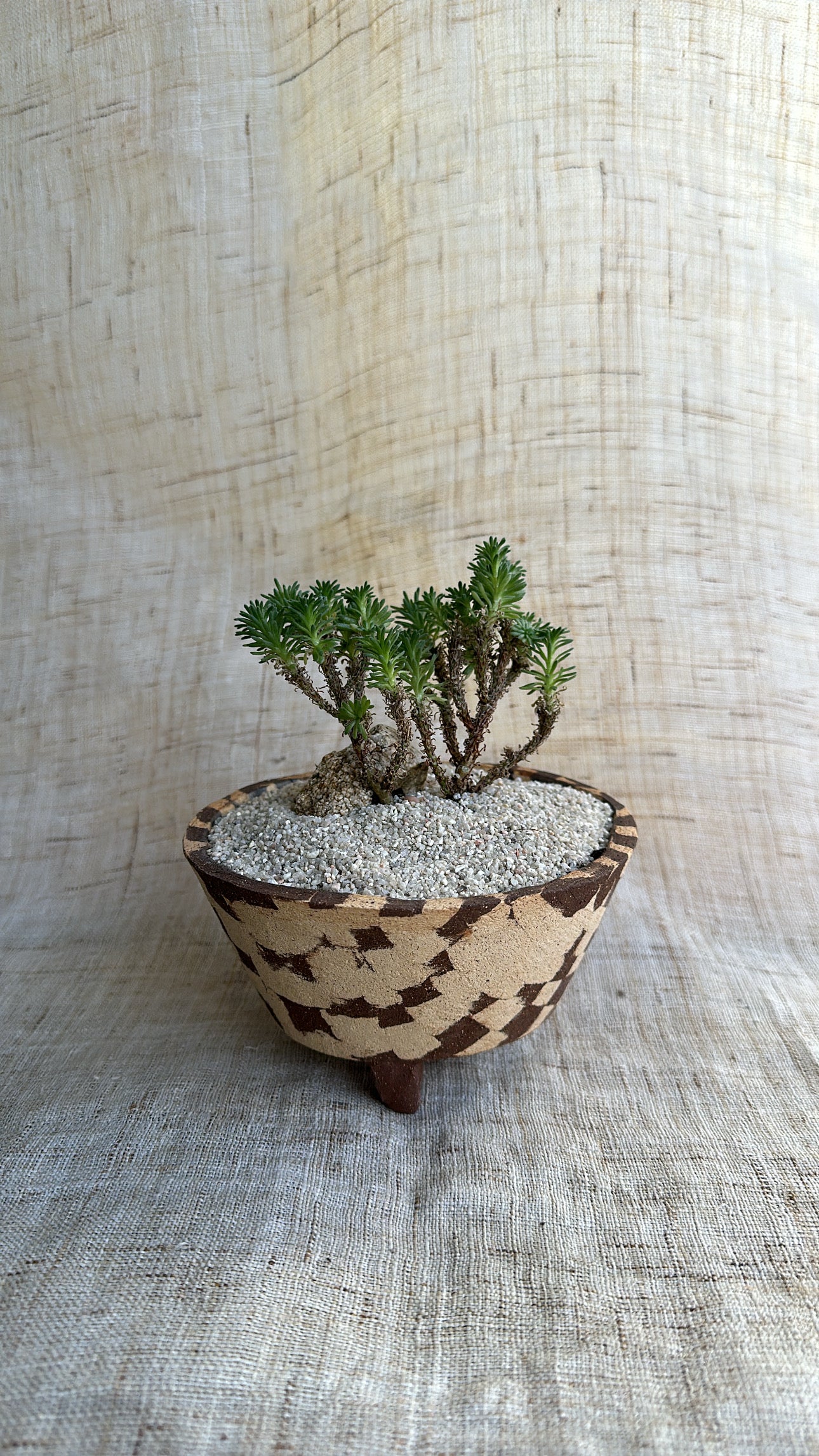 Miniature Joshua tree w mosaic planter