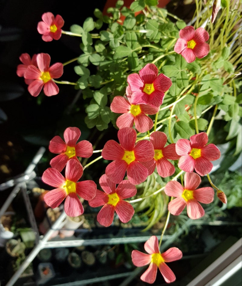 Oxalis obtusa ‘Jennie’ bulb