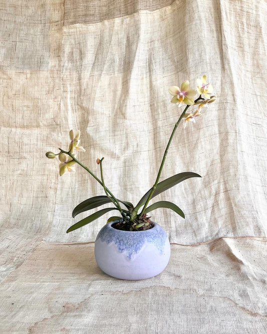 88 lavender planter - Mipa's pots and plants