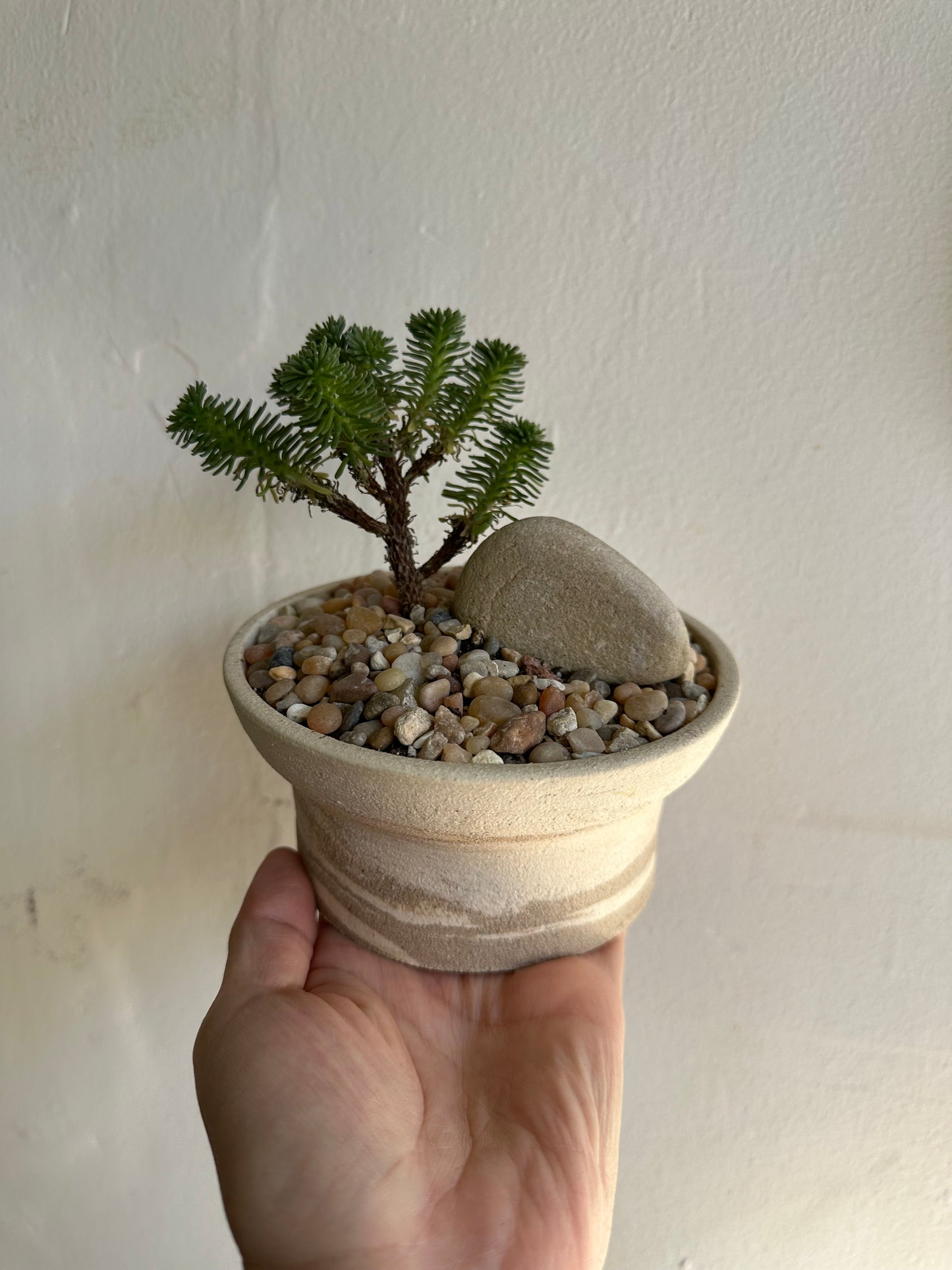 Miniature Joshua tree w/ planter