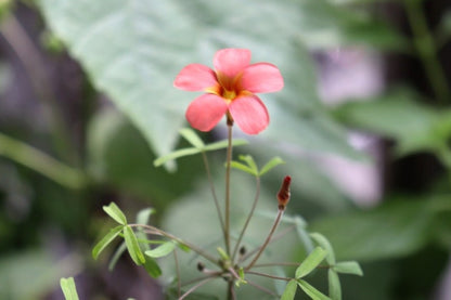 Oxalis ‘Red gold’