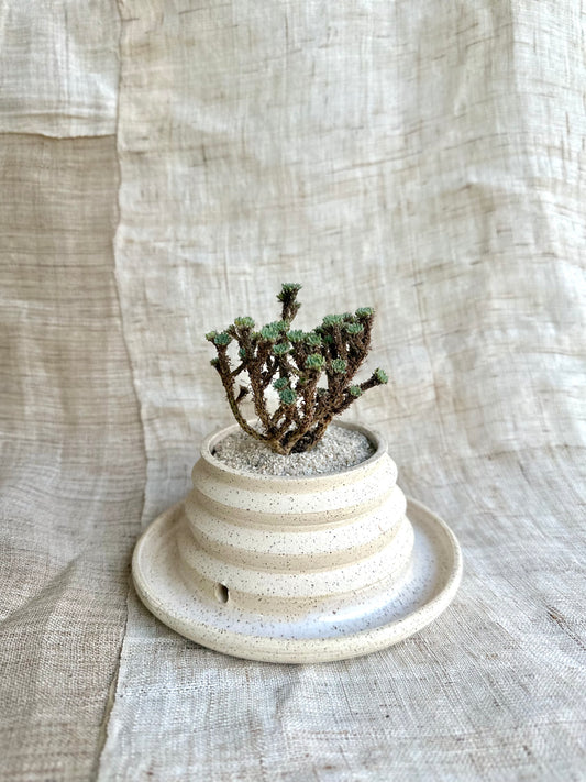 Miniature Joshua tree w/ c/c pagoda planter