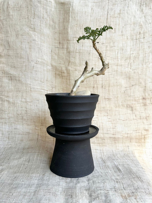 8 black pedestal saucer set - Mipa's pots and plants