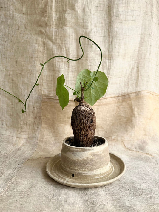 8 mud swirl planter - Mipa's pots and plants