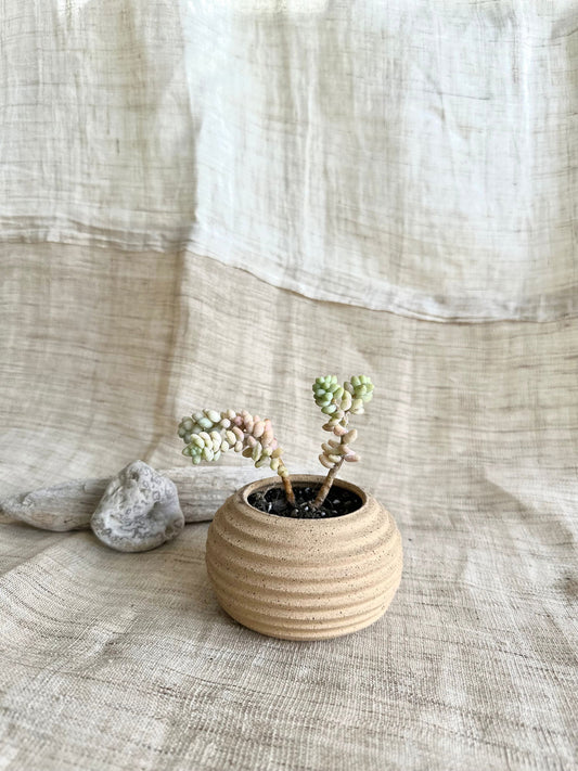 8 s.b mini planter - Mipa's pots and plants