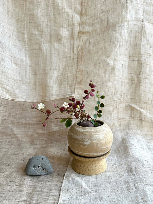 8 sandstorm pedestal saucer set - Mipa's pots and plants
