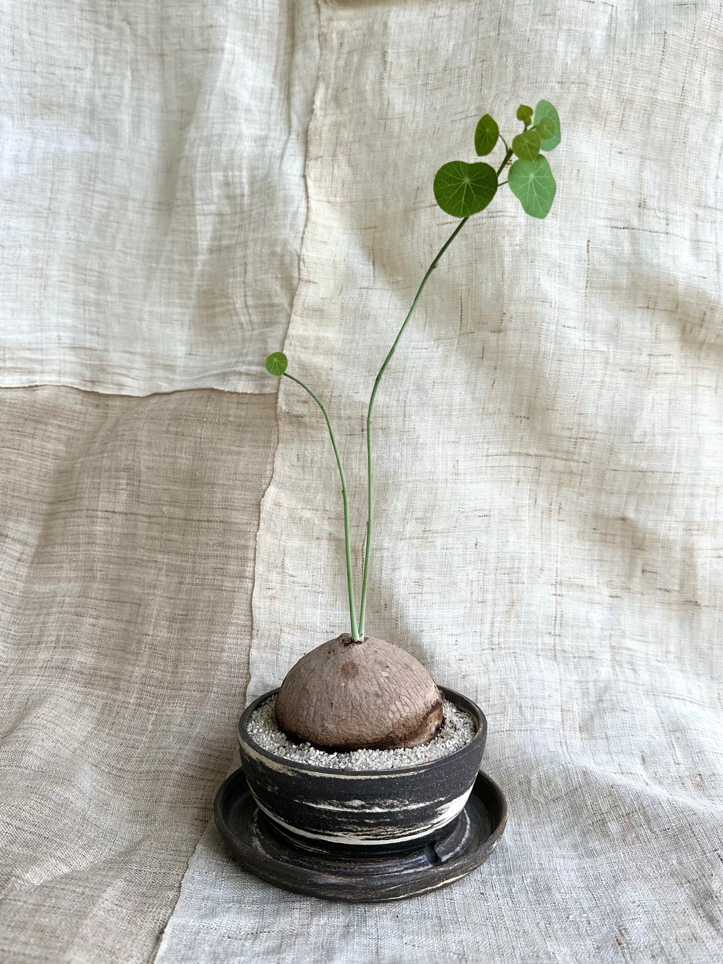 Stephania erecta w/ planter