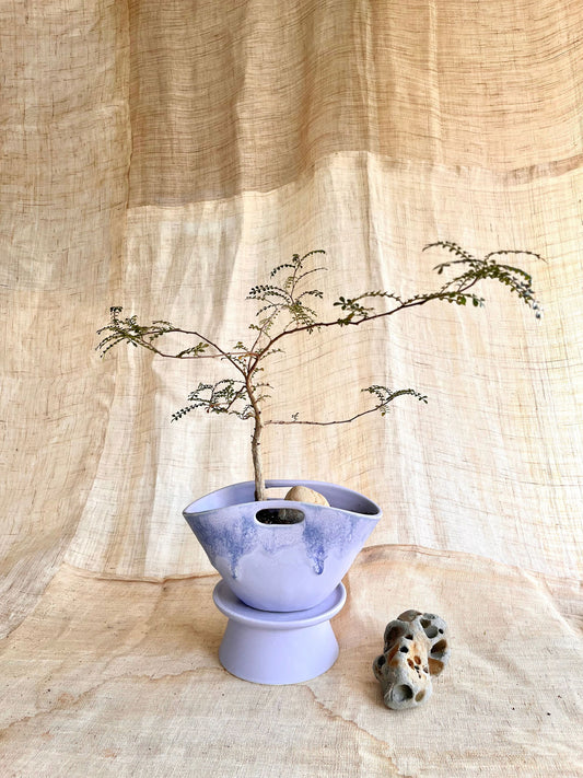 92 lavender purse planter set - Mipa's pots and plants