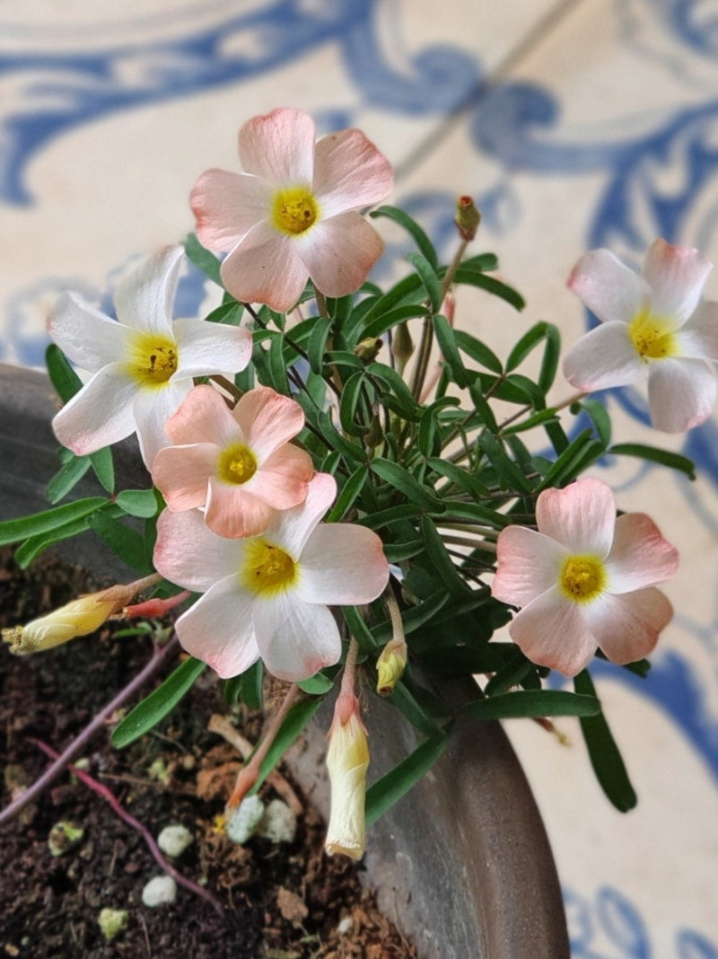 Oxalis ‘Luna halo’ bulb