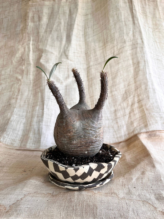 99 B/W mosaic pie planter set - Mipa's pots and plants