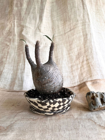 99 B/W mosaic pie planter set - Mipa's pots and plants