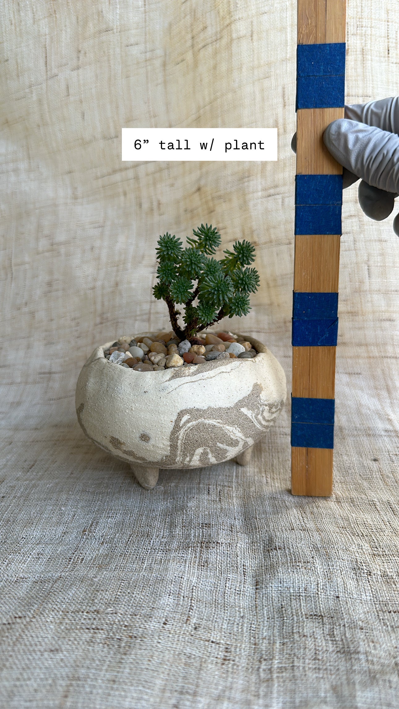 Miniature Joshua tree + planter