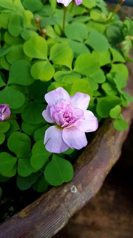 Oxalis ‘Pom Pom’ bulb