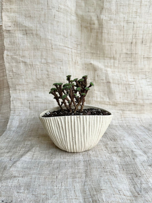 9 off-white planter - Mipa's pots and plants