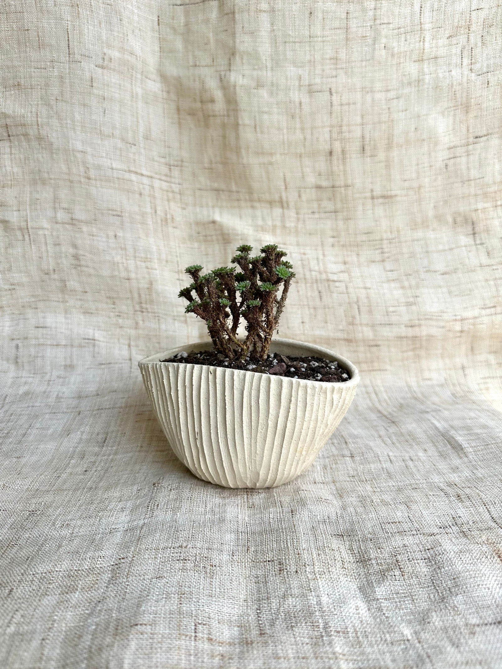 9 off-white planter - Mipa's pots and plants