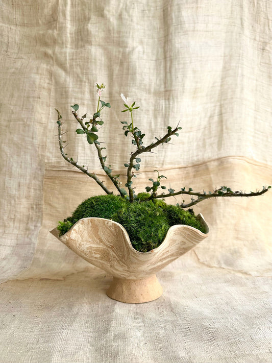 9 sandstorm planter - Mipa's pots and plants