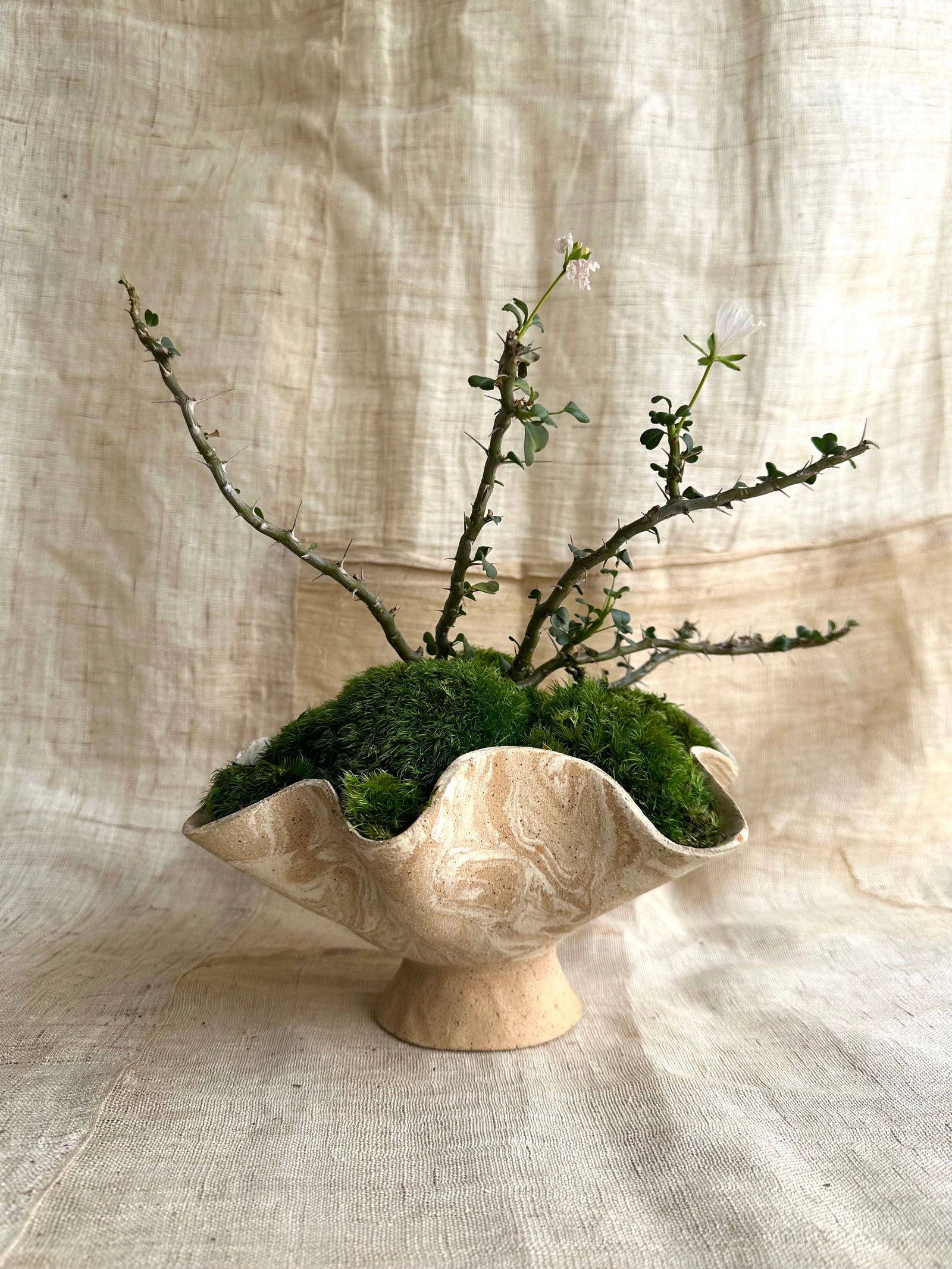 9 sandstorm planter - Mipa's pots and plants