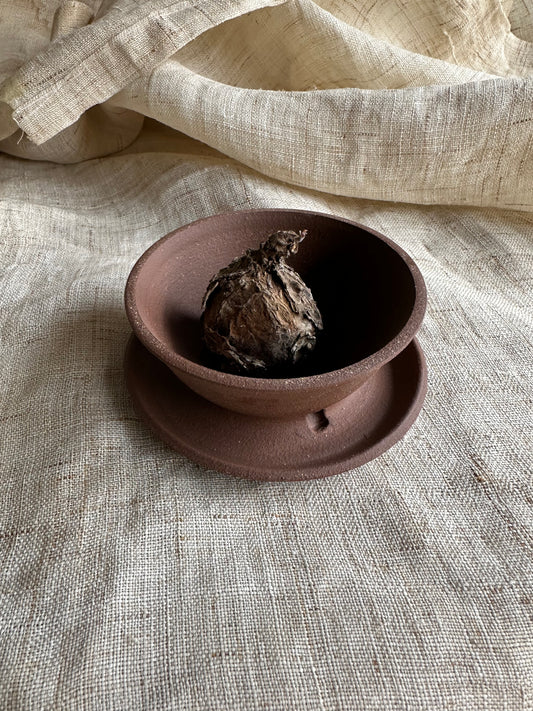 Small nova w/ tiny chocolate caudex planter