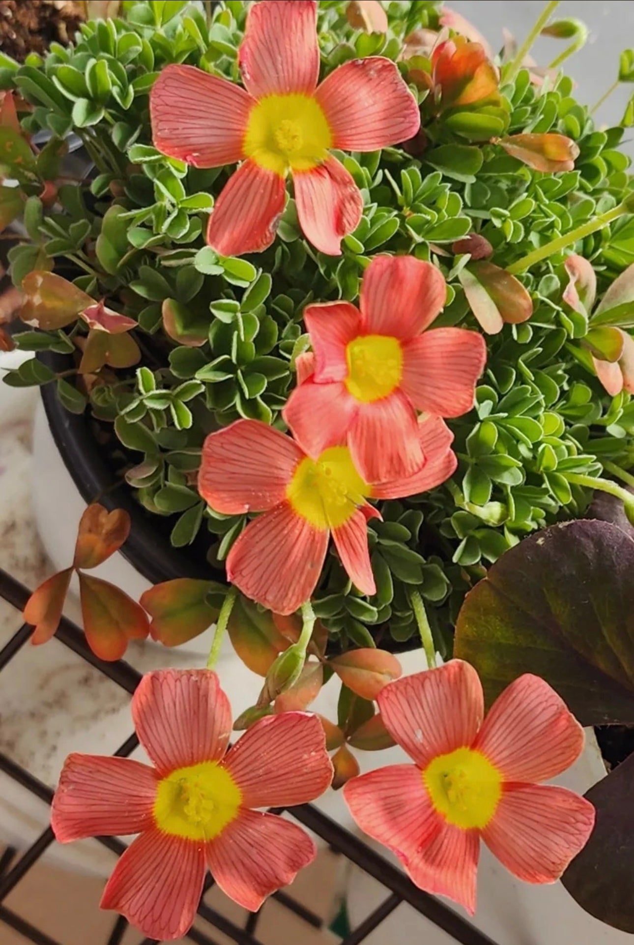 Oxalis obtusa ‘Cranberry’ bulb