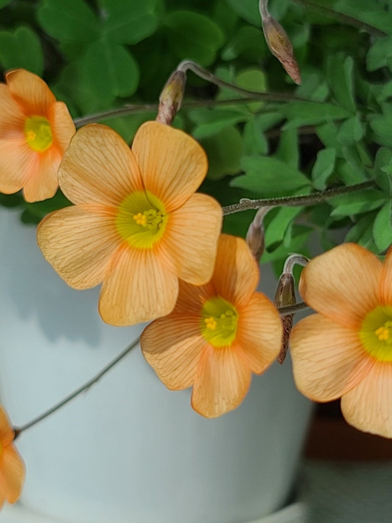 Oxalis obtusa ‘Fanta’ bulb