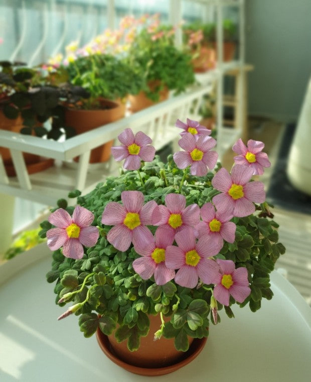 Oxalis obtusa 'Lilac' bulb