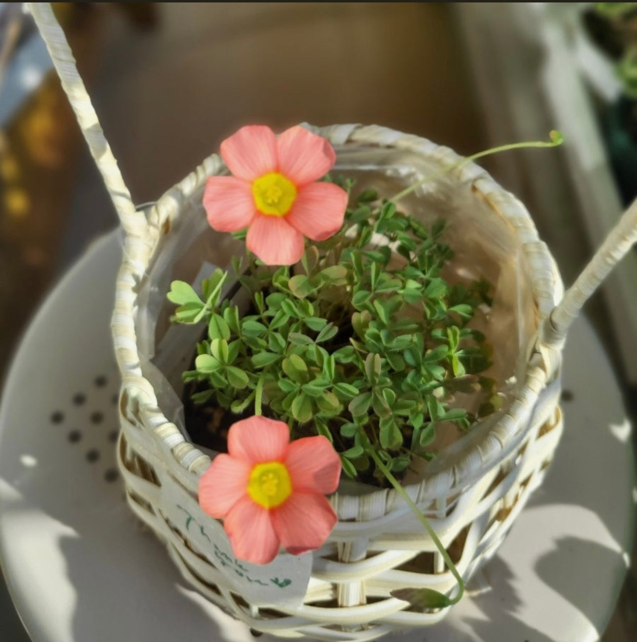 Oxalis obtusa ‘Cranberry’ bulb