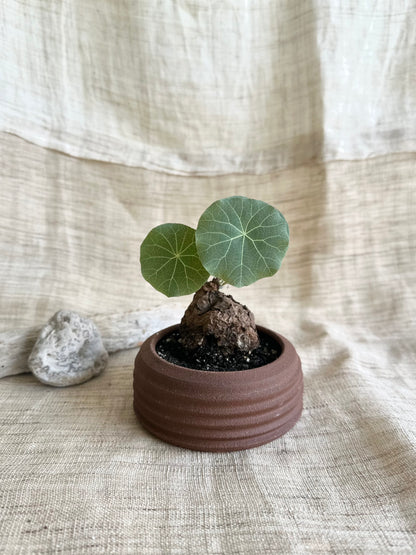 3 chocolate mini planter