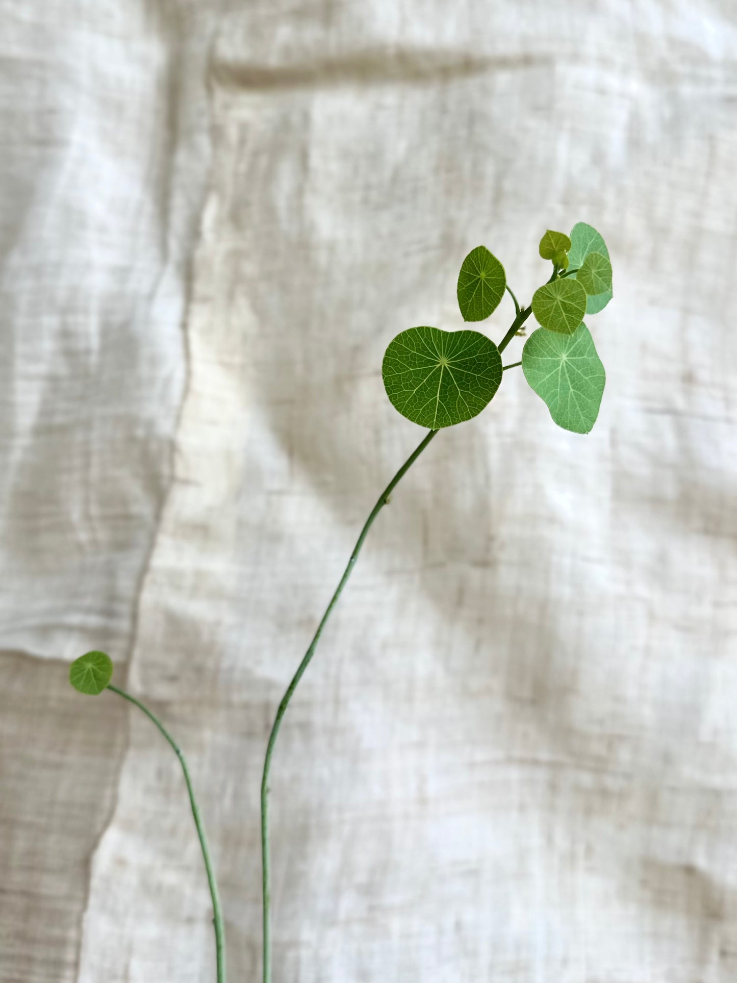 Stephania erecta w/ planter