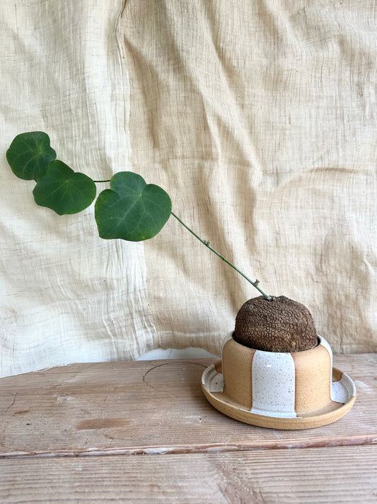 Stephania suberosa + planter
