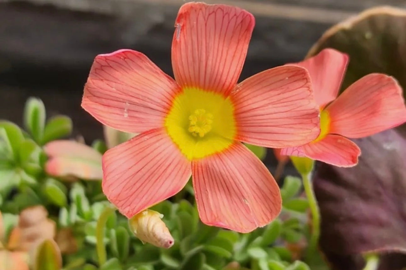 Oxalis obtusa ‘Cranberry’ bulb