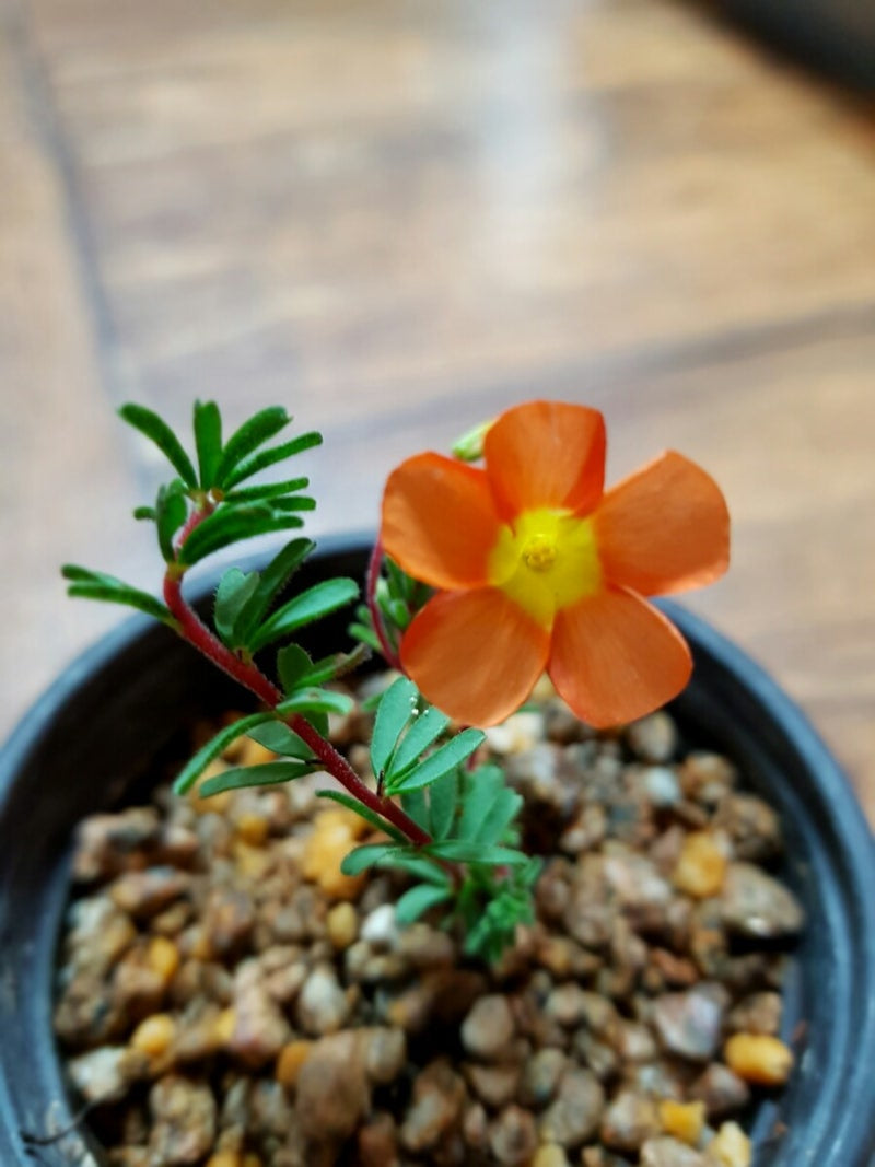 Oxalis ‘Massoniana’