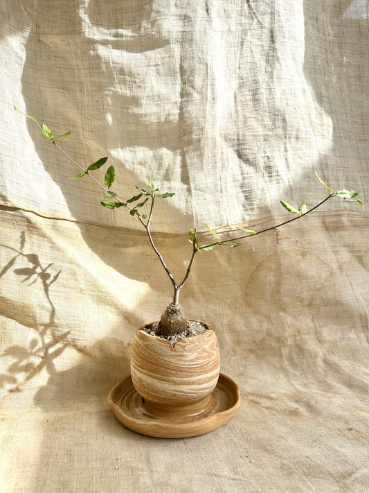 Fokea edulis w/ planter