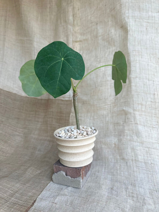 Buddha belly plant w/ bamboo planter - Mipa's pots and plants