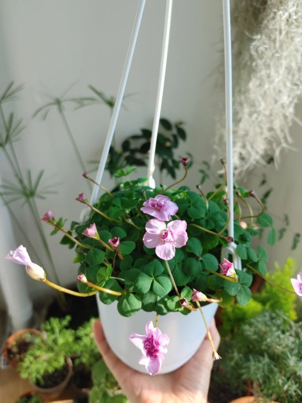 Oxalis ‘Pom Pom’ bulb