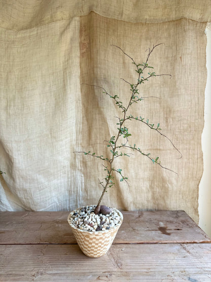 Operculicarya decaryi w/ planter