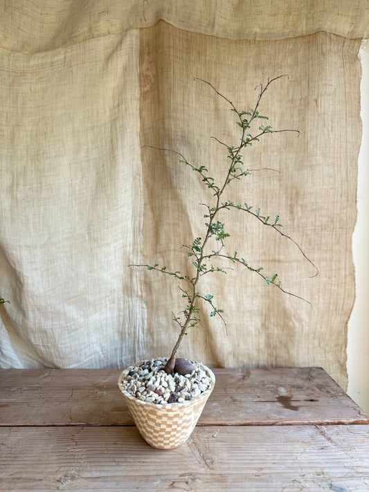 Operculicarya decaryi w/ planter