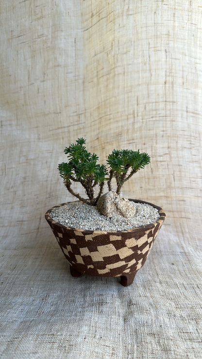 Miniature Joshua tree w mosaic planter